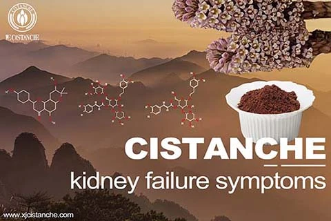 Cistanche-kidney  failure symptoms-2(62)
