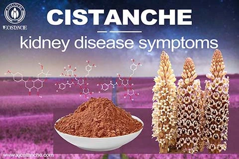 GET NATURAL ORGANIC CISTANCHE EXTRACT WITH 25% ECHINACOSIDE AND 9% ACTEOSIDE FOR KIDNEY GET NATURAL ORGANIC CISTANCHE EXTRACT WITH 25% ECHINACOSIDE AND 9% ACTEOSIDE FOR KIDNEY