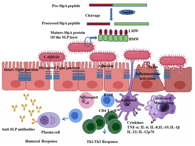 Figure 1. The SLPs of C. difficile mediate the adhesion and activation of the immune cells. Nascent SlpA peptide is cleaved by the protease Cwp84 into the LMW and HMW subunit, which forms the mature SlpA complex of the SLP layer of the cell wall [31–33]. SLPs mediate adhesion via TLR4 disrupt the tight junction of the intestinal epithelial cells and further activate dendritic cells/macrophages, which in turn produce various cytokines and chemokines leading to the induction of Th1/Th2 and humoral response [9,27]. Interleukin (IL), Dendritic cells (DC), Low molecular weight (LMW), High molecular weight (HMW), Toll-like receptor 4 (TLR4).