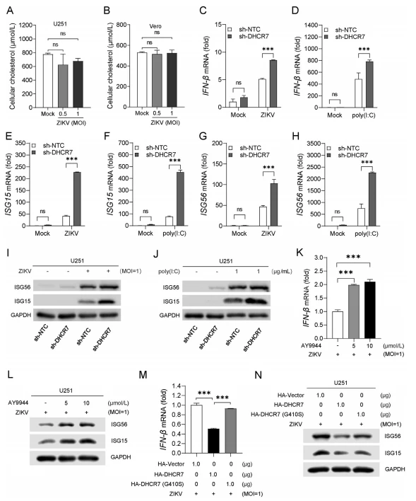 Fig. 4. DHCR7 inhibits IFN-β and ISG production. A, B U251, and Vero cells were infected with ZIKV (MOI ¼ 0, 0.5, and 1) for 24 h and cellular cholesterol was measured by tissue total cholesterol assay kit. C–H DHCR7-silencing U251 (sh-DHCR7) and sh-NTC U251 cells were infected with ZIKV (MOI ¼ 1) or treated with Poly(I: C) (1 μg/mL) for 6 h. Total cellular RNA was extracted and subjected to RT-PCR for the mRNA expression with GAPDH as an internal control. The relative expressions of IFN-β and ISGs were normalized to that of sh-NTC samples in the mock group, and fold changes were shown inordinate. IFN-β (C, D), ISG15 (E, F) and ISG56 (G, H). I, J DHCR7-silencing U251 (sh-DHCR7) and sh-NTC U251 cells were infected with ZIKV (MOI ¼ 1) or transfected with Poly(I: C) (1 μg/mL) for 24 h, and the protein levels of ISG15, ISG56 and GAPDH were detected by Western blot. K U251 cells were treated with the indicated dose of AY9944 for 2 h, then infected with ZIKV (MOI ¼ 1) for 6 h. The IFN-β RNA level was detected by RT-PCR with GAPDH as an internal control. L U251 cells were treated with the indicated dose of AY9944 for 2 h and then infected with ZIKV (MOI ¼ 1) for 24 h. The protein levels of ISG15, ISG56, and GAPDH were detected by Western blot. M U251 cells were transfected with HA-vector, HA-DHCR7, or HA-DHCR7 (G410S) for 24 h and infected with ZIKV (MOI ¼ 1) for 6 h. The IFN-β RNA levels were detected by RT-PCR with GAPDH as an internal control. N U251 cells were transfected with HA-vector, HA-DHCR7, or HA-DHCR7 (G410S) for 24 h, and then infected with ZIKV (MOI ¼ 1) for 24 h. The protein levels of ISG15, ISG56, and GAPDH were detected by Western blot. Data are from at least three independent experiments (mean SD) or representative data (I, J, L, N). Statistical significance is calculated using one-way ANOVA with Dunnett's multiple comparisons test (A, B, K, M) or two-way ANOVA with Sidak's multiple comparisons test (C–H). ns, P > 0.05, ***P < 0.001. SD, standard deviation. Fig. 4. DHCR7 inhibits IFN-β and ISG production. A, B U251, and Vero cells were infected with ZIKV (MOI ¼ 0, 0.5, and 1) for 24 h and cellular cholesterol was measured by tissue total cholesterol assay kit. C–H DHCR7-silencing U251 (sh-DHCR7) and sh-NTC U251 cells were infected with ZIKV (MOI ¼ 1) or treated with Poly(I: C) (1 μg/mL) for 6 h. Total cellular RNA was extracted and subjected to RT-PCR for the mRNA expression with GAPDH as an internal control. The relative expressions of IFN-β and ISGs were normalized to that of sh-NTC samples in the mock group, and fold changes were shown inordinate. IFN-β (C, D), ISG15 (E, F) and ISG56 (G, H). I, J DHCR7-silencing U251 (sh-DHCR7) and sh-NTC U251 cells were infected with ZIKV (MOI ¼ 1) or transfected with Poly(I: C) (1 μg/mL) for 24 h, and the protein levels of ISG15, ISG56 and GAPDH were detected by Western blot. K U251 cells were treated with the indicated dose of AY9944 for 2 h, then infected with ZIKV (MOI ¼ 1) for 6 h. The IFN-β RNA level was detected by RT-PCR with GAPDH as an internal control. L U251 cells were treated with the indicated dose of AY9944 for 2 h and then infected with ZIKV (MOI ¼ 1) for 24 h. The protein levels of ISG15, ISG56, and GAPDH were detected by Western blot. M U251 cells were transfected with HA-vector, HA-DHCR7, or HA-DHCR7 (G410S) for 24 h and infected with ZIKV (MOI ¼ 1) for 6 h. The IFN-β RNA levels were detected by RT-PCR with GAPDH as an internal control. N U251 cells were transfected with HA-vector, HA-DHCR7, or HA-DHCR7 (G410S) for 24 h, and then infected with ZIKV (MOI ¼ 1) for 24 h. The protein levels of ISG15, ISG56, and GAPDH were detected by Western blot. Data are from at least three independent experiments (mean SD) or representative data (I, J, L, N). Statistical significance is calculated using one-way ANOVA with Dunnett's multiple comparisons test (A, B, K, M) or two-way ANOVA with Sidak's multiple comparisons test (C–H). ns, P > 0.05, ***P < 0.001. SD, standard deviation.