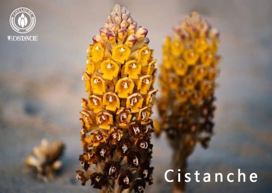 cistanche cistanche