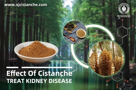 cistanche for kidney protection cistanche for kidney protection