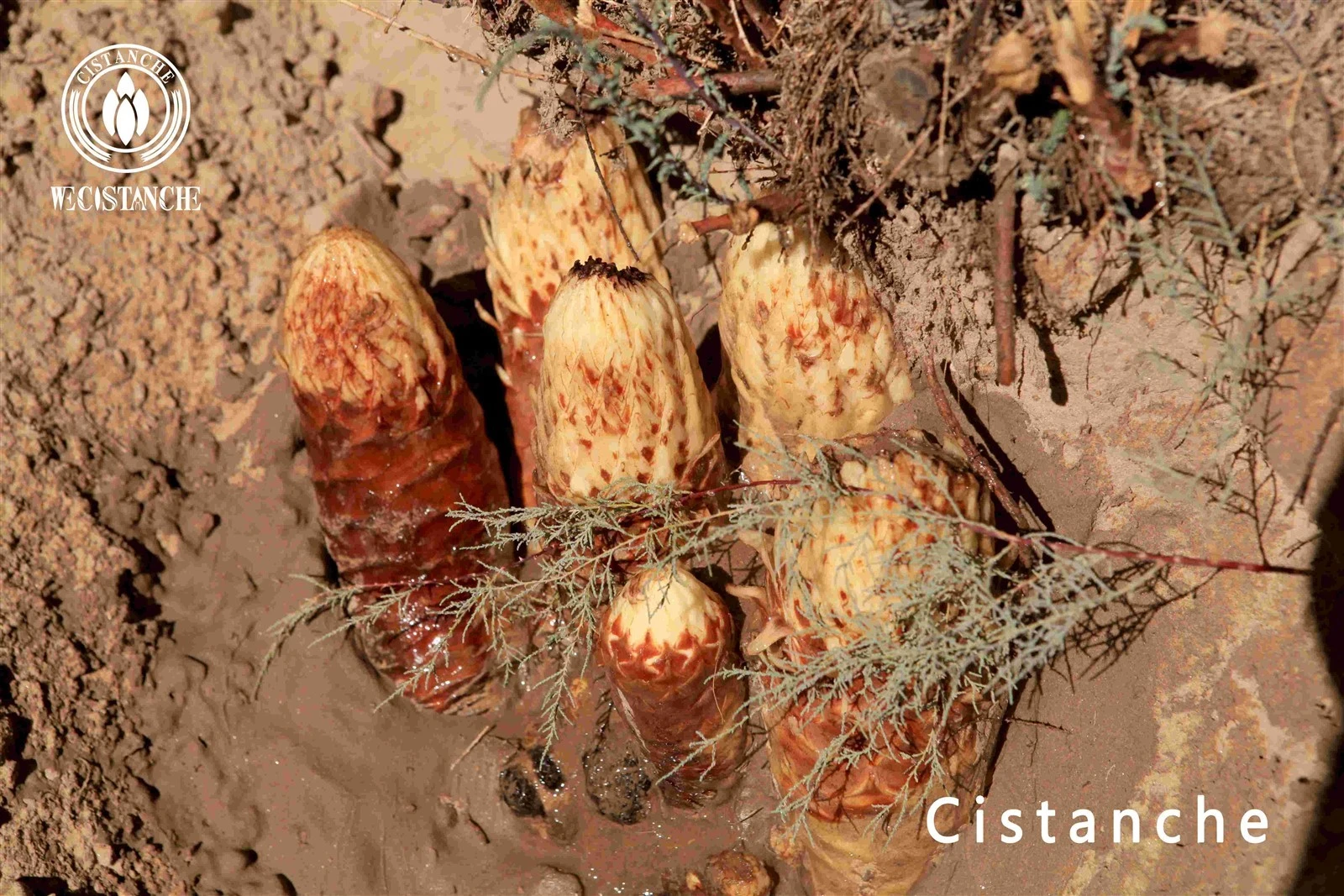 cistanche tubulosa natural herbal medicine cistanche tubulosa natural herbal medicine