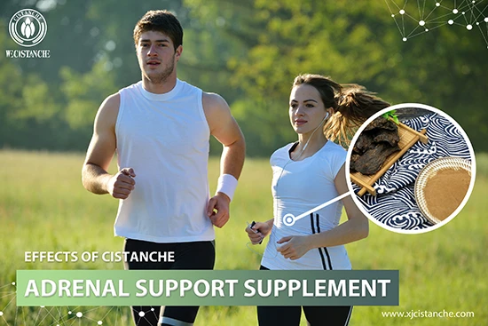 benefits of cistanche tubulosa benefits of cistanche tubulosa