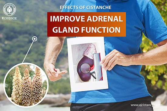Cistanche deserticola efficacy-Tonifying kidney (2) Cistanche deserticola efficacy-Tonifying kidney (2)