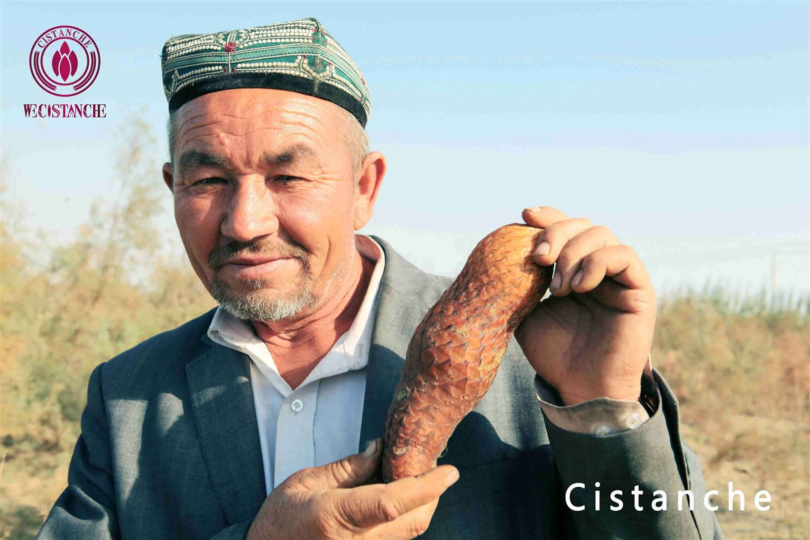 cistanche tubulosa for anti-aging and skincare cistanche tubulosa for anti-aging and skincare