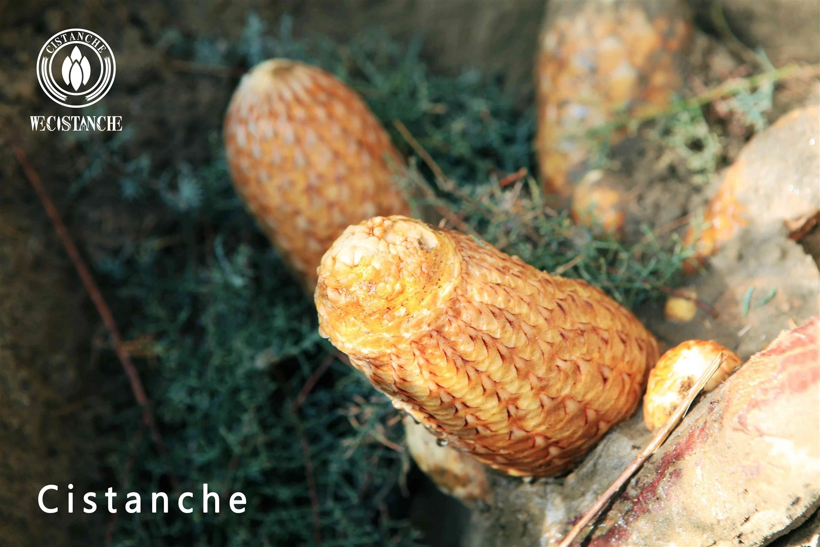 cistanche tubulosa for anti-aging and skincare cistanche tubulosa for anti-aging and skincare