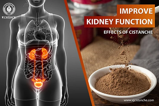 effects of cistanche-improve kidney function (8)