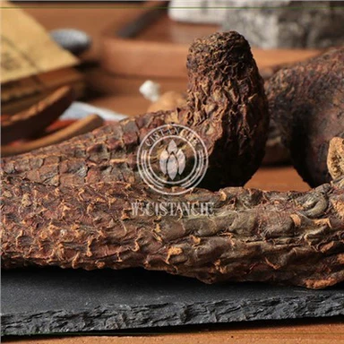 Cistanche Cynomorium