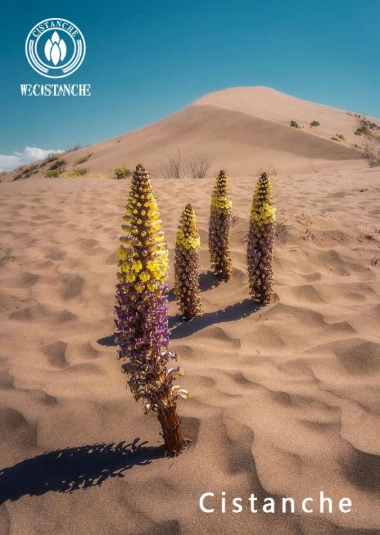 Cistanche Benefits Cistanche Benefits